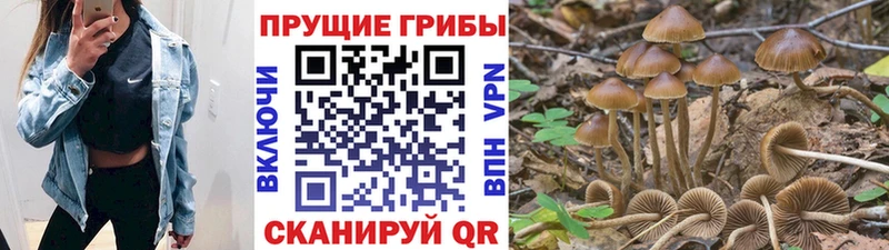 Псилоцибиновые грибы Psilocybine cubensis продажа наркотиков Тогучин